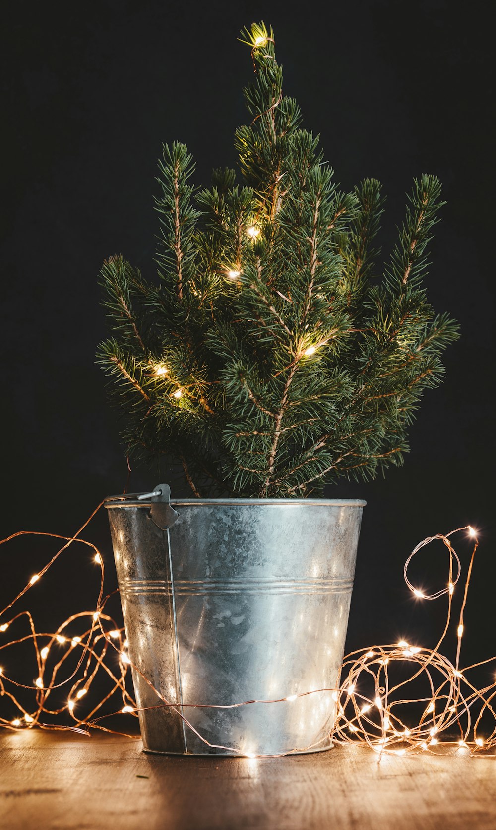 green Christmas tree in bucket with string lights