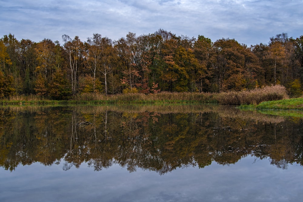 Ver fotografías del lago y el bosque durante el día