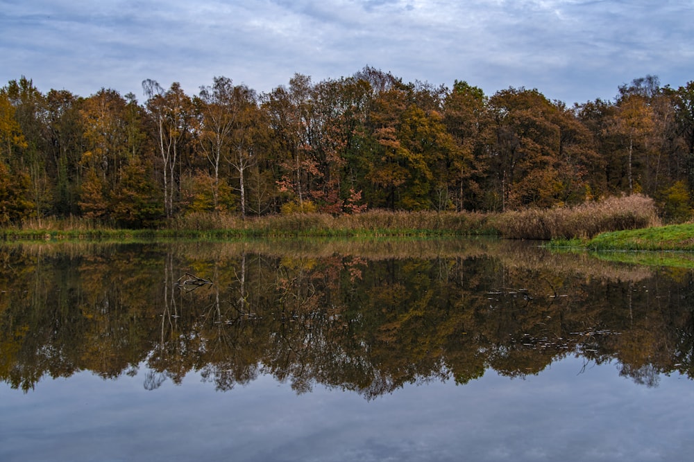 view photography of lake and forest during daytime