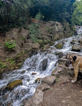 A peaceful waterfall with dogs enjoying the cool water nearby at doghills.