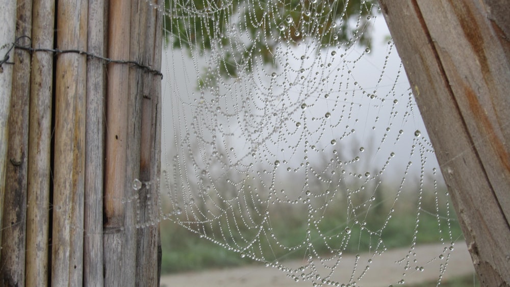 a spider web hanging from the side of a wooden pole
