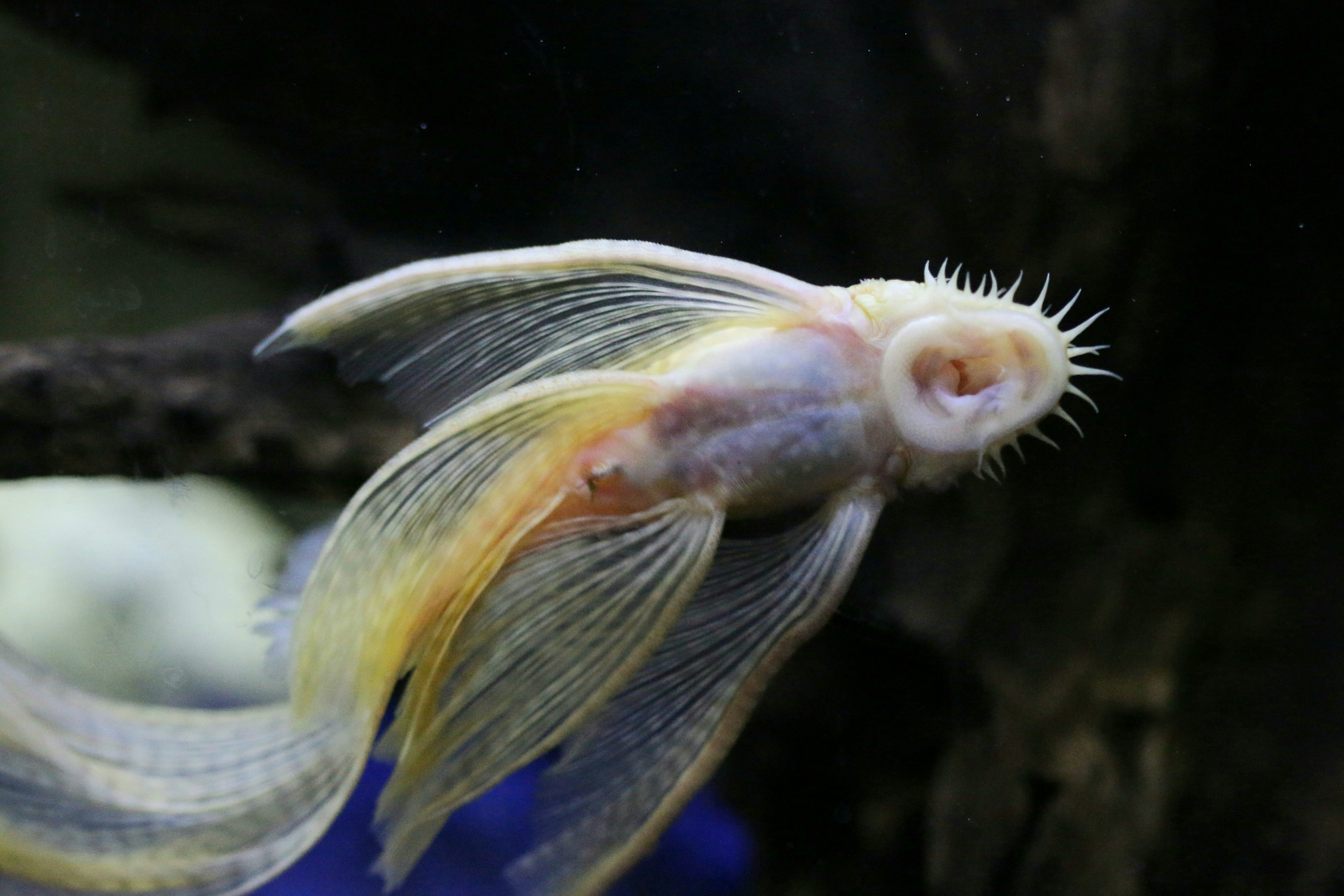 Photo by richardworks