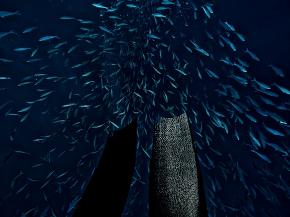 A school of small fish swims through the dark blue water, while a pair of black diving fins is visible in the foreground. The scene captures the dynamic movement and natural beauty of the underwater environment.