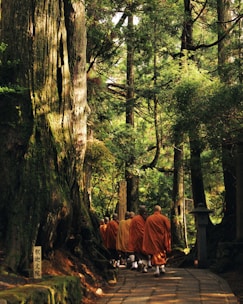 Monks in traditional robes engaged in a morning meditation session under ancient trees.