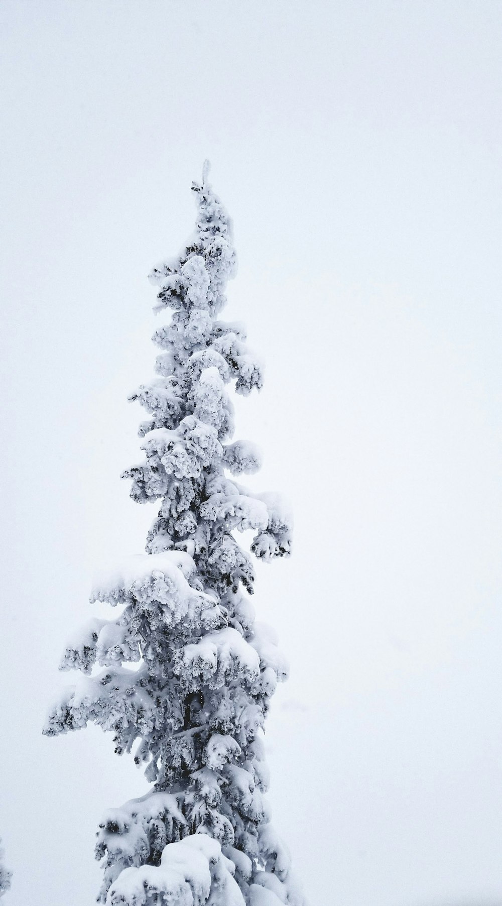 árbol con nieve