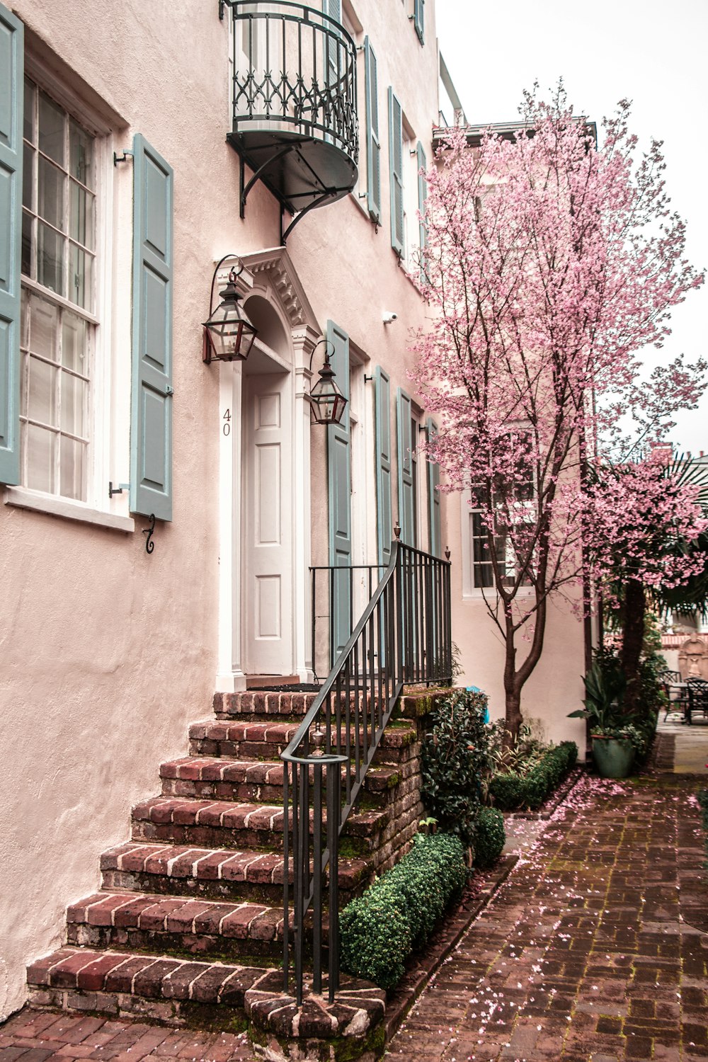 pink trees near house