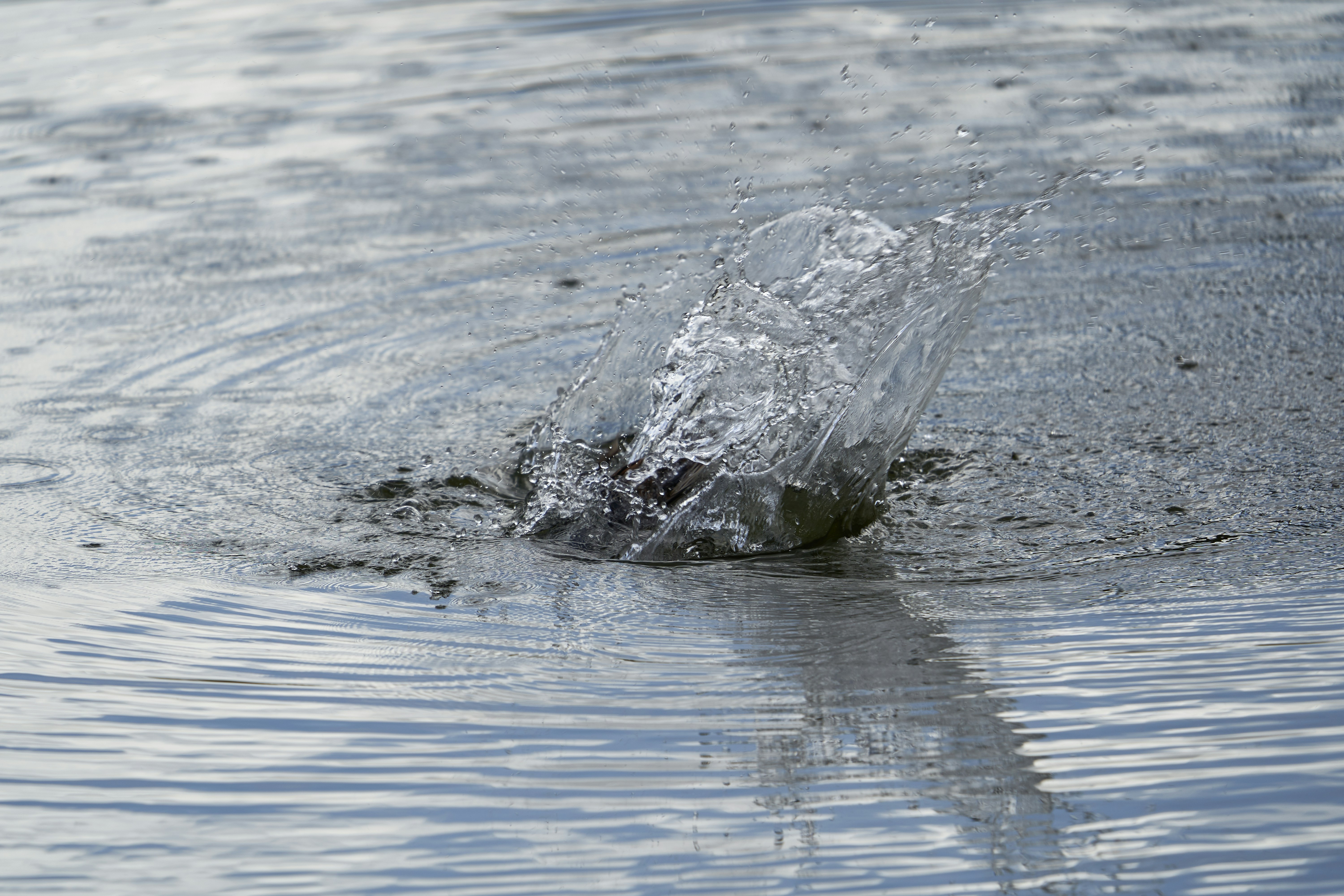 Photo by wolfgang_hasselmann