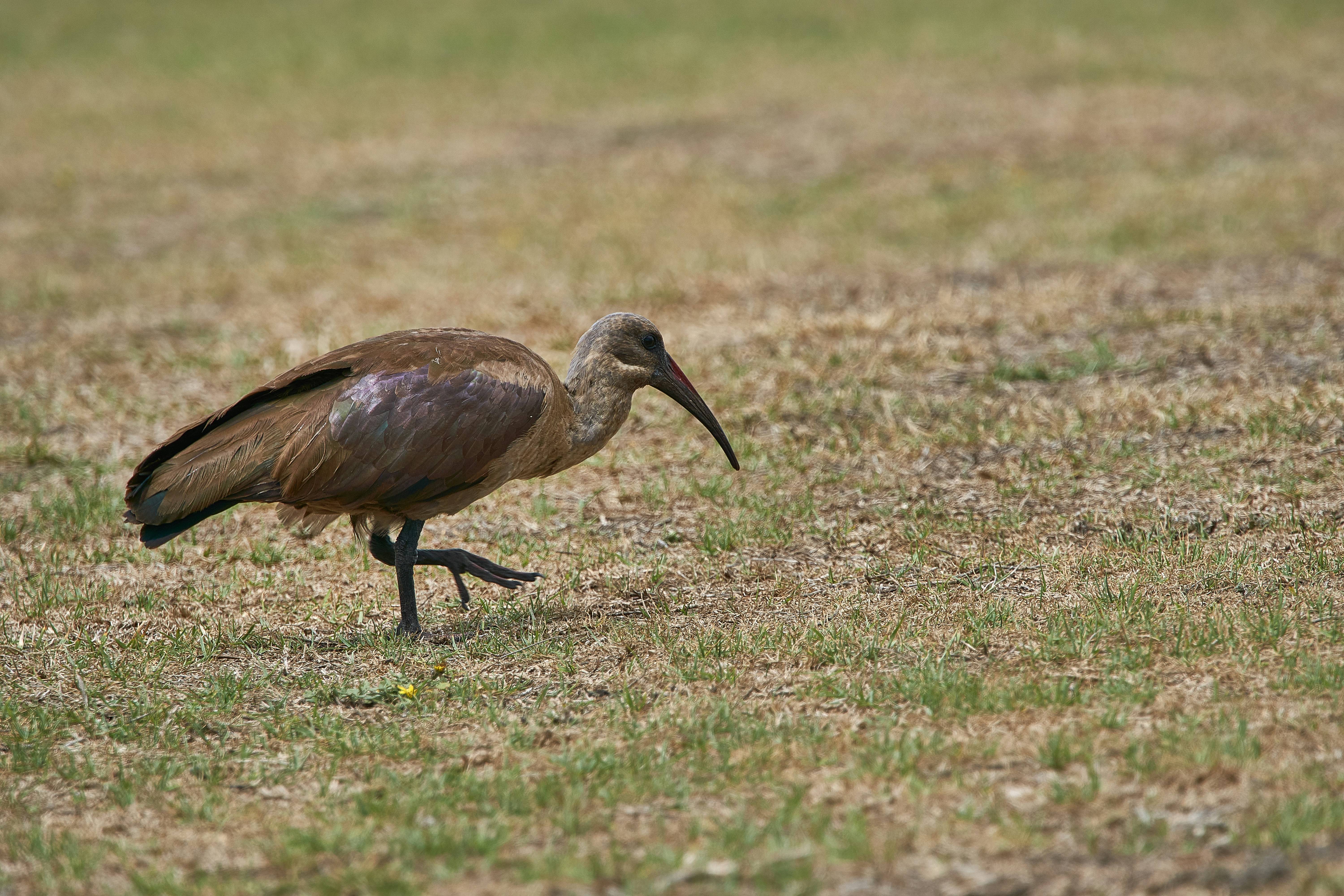 Photo by wolfgang_hasselmann