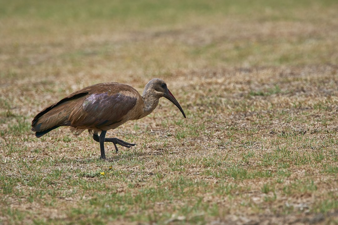 brown bird on field