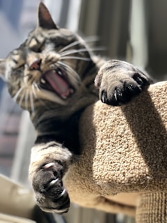 brown tabby cat