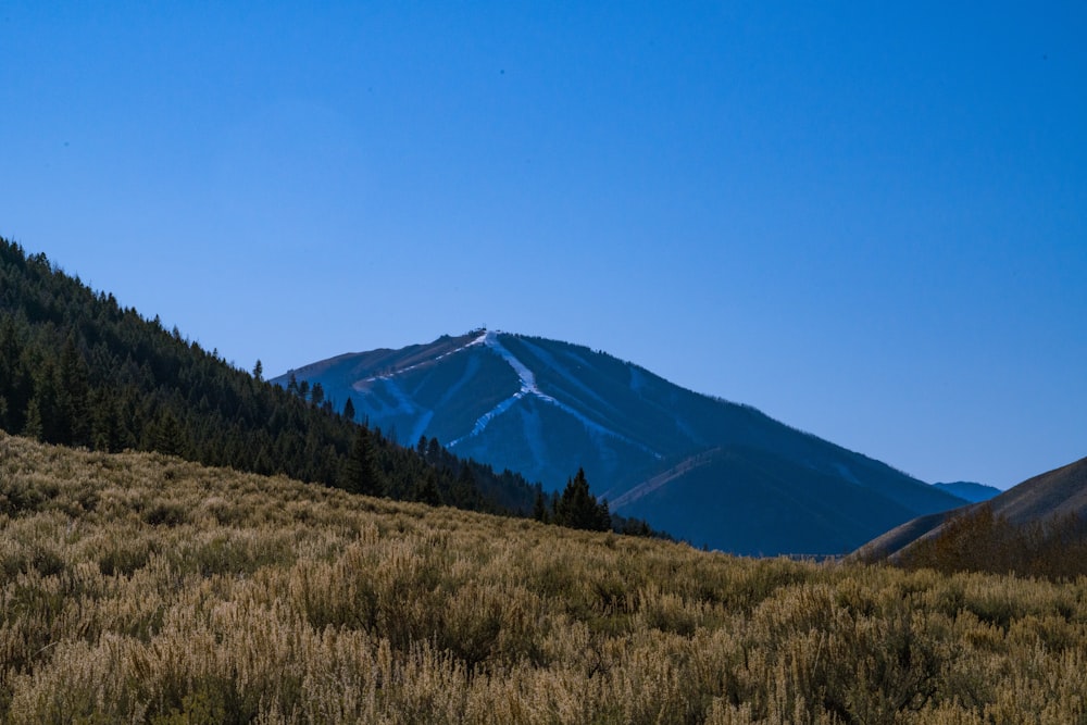 a grassy field with a mountain in the background