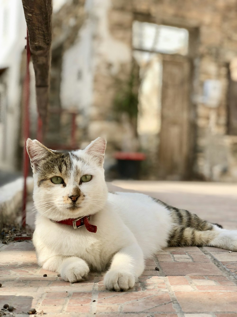 white and brown cat lying on sidewalk during daytime