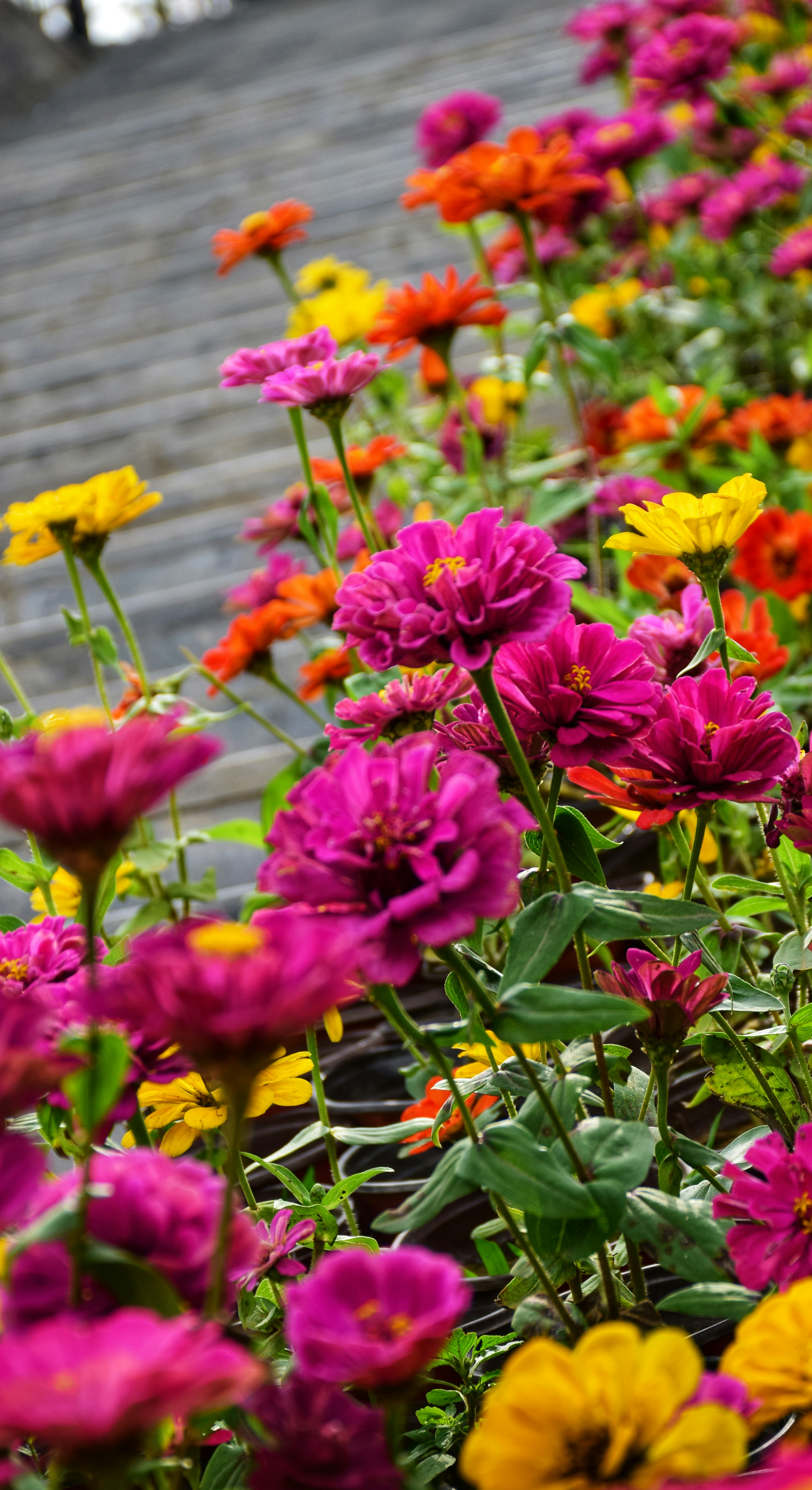 Close-up photography of pink and yellow petaled flowers photo – Free ...