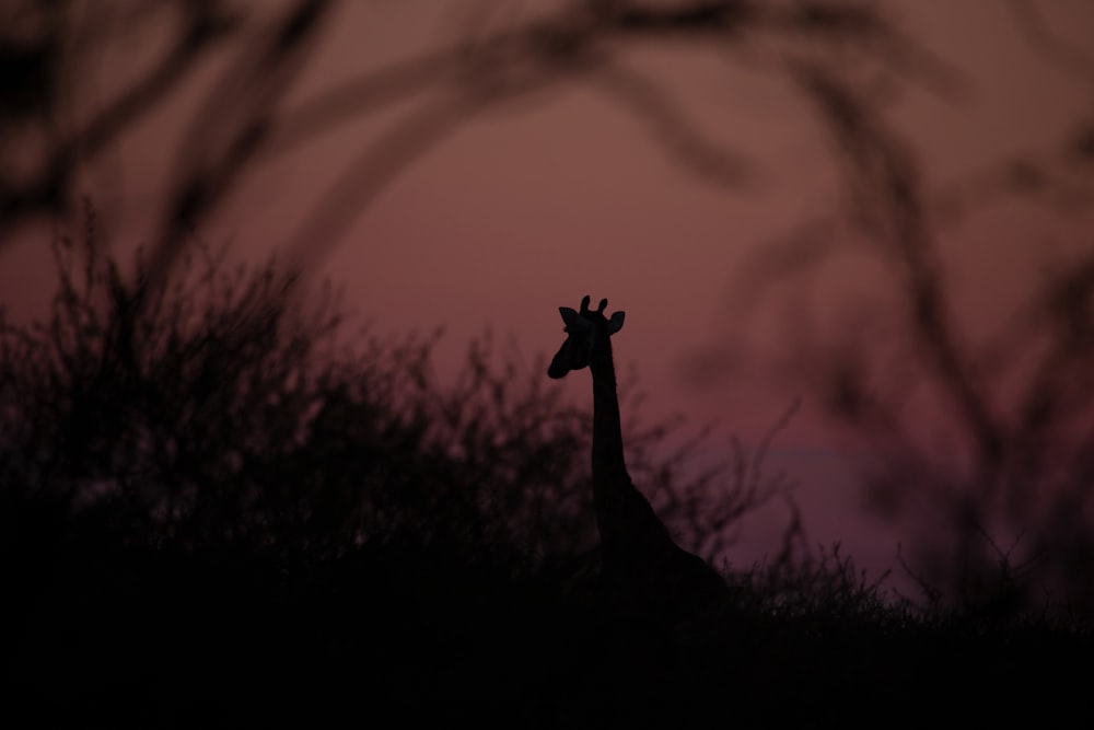 silhouette photography of giraffe