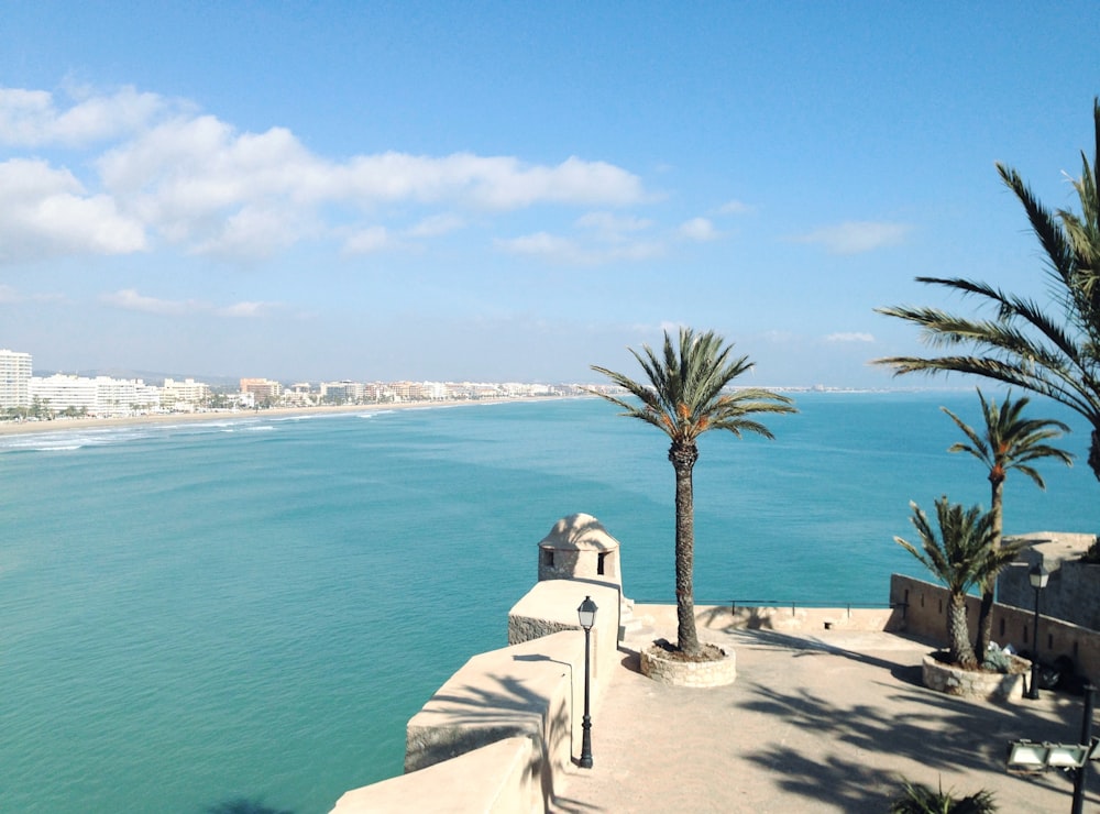 green palm tree on a terrace facing the blue sea