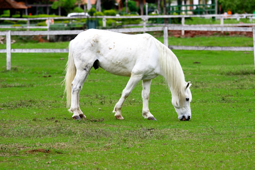 Foto des weißen Pferdes mit flachem Fokus