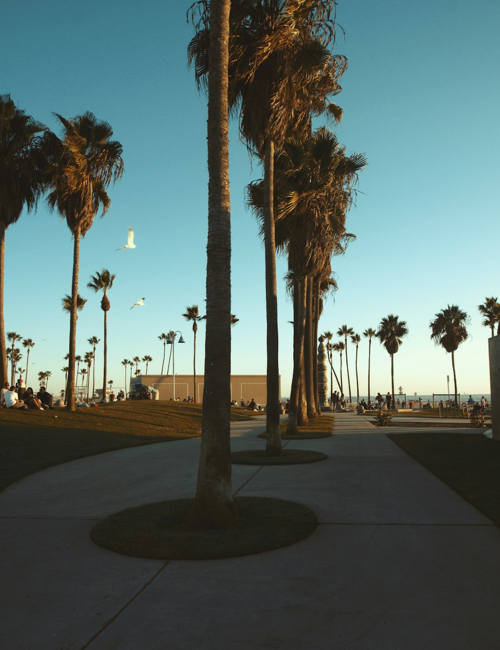 coconut trees