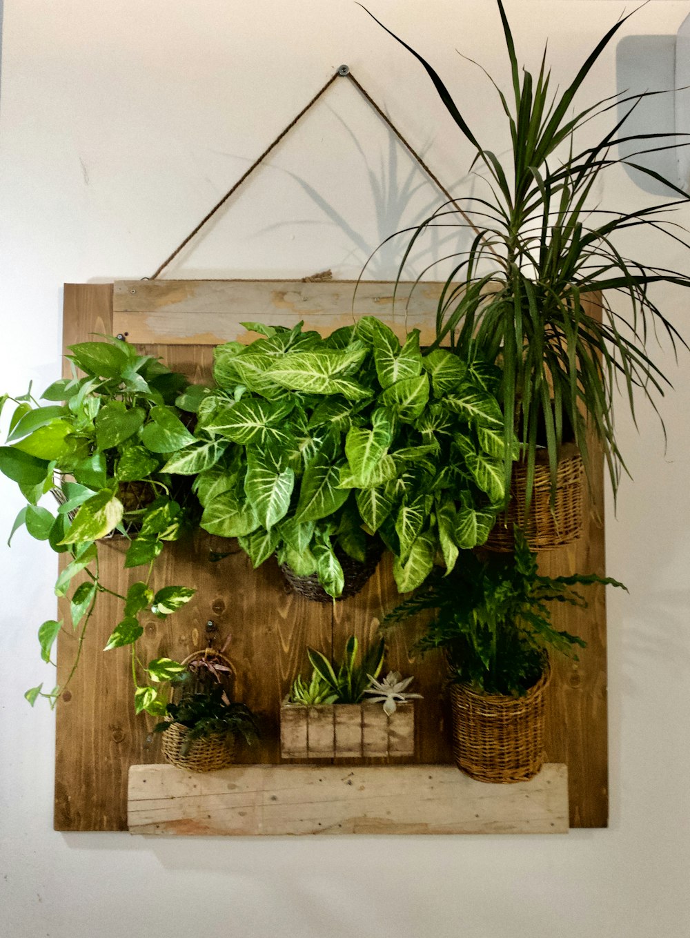 green leaf plants on wooden board on wall