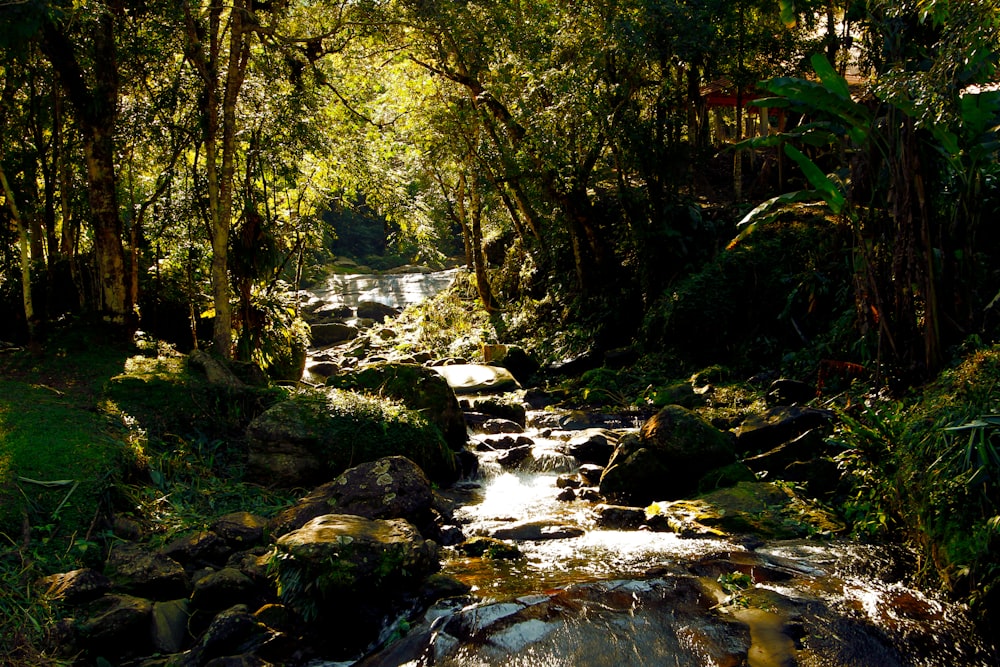 stream by forest during daytime