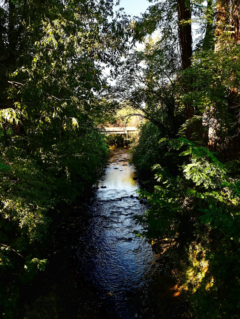 body of water flowing between trees