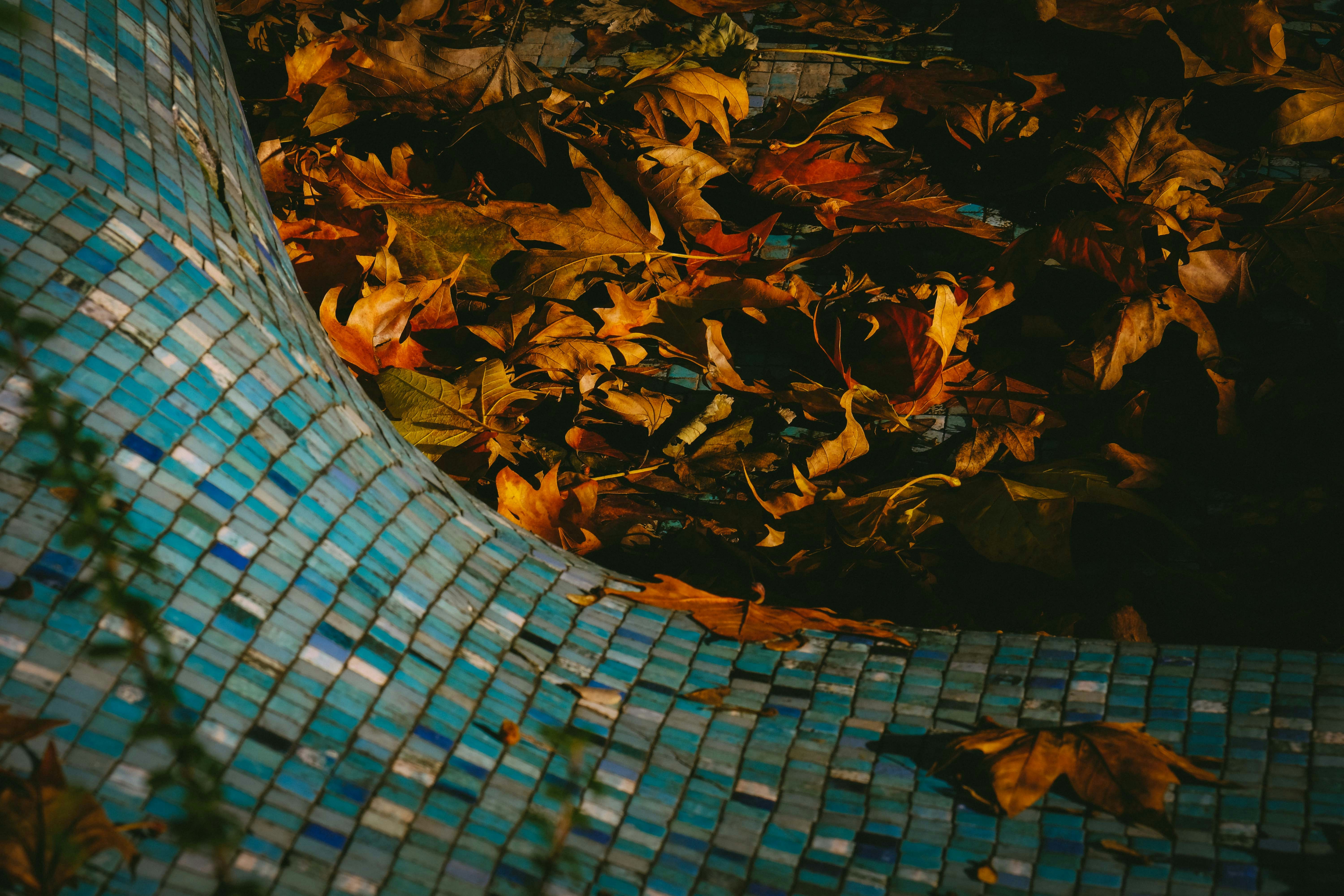 lote de folhas castanhas