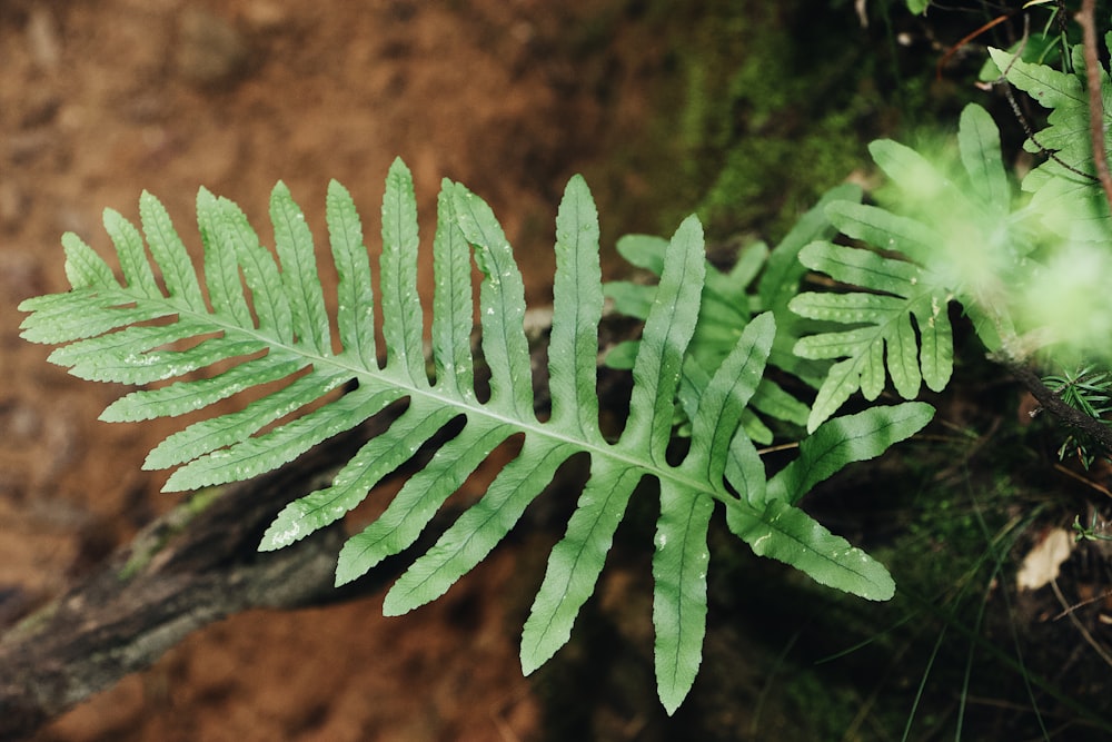 shallow focus photo of fern leaves