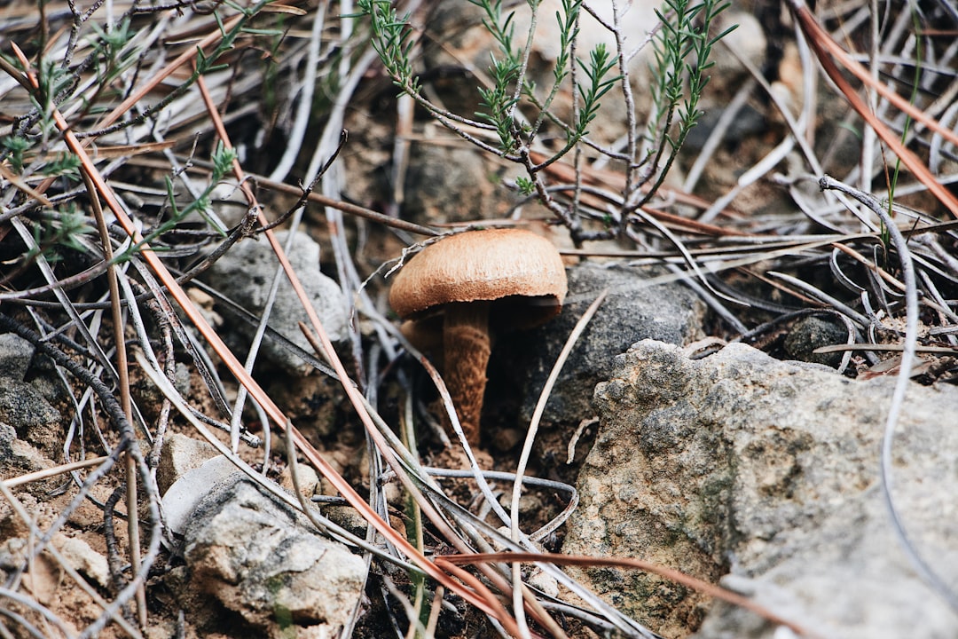 shallow focus photo of brown mushroom