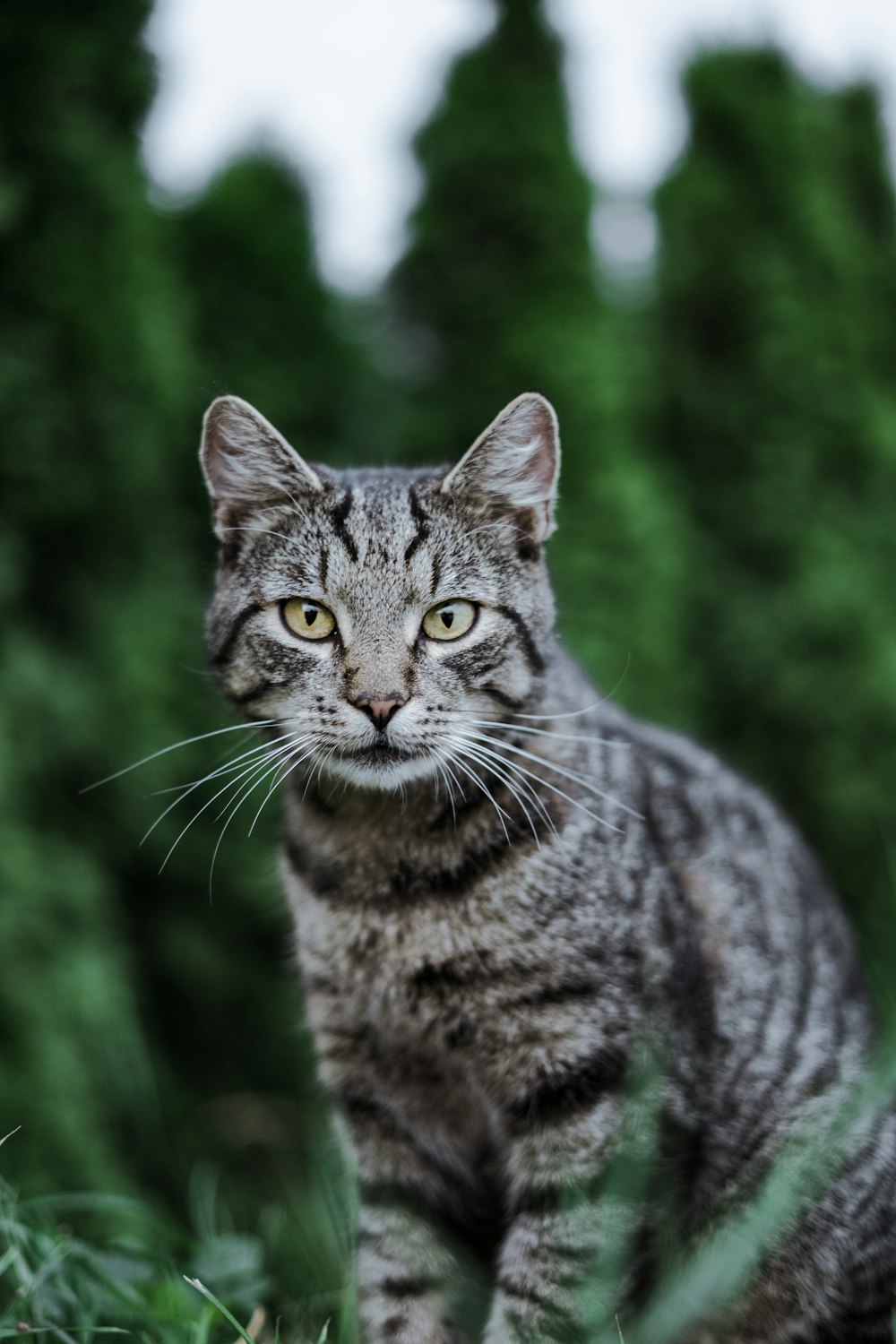 brown tabby cat photograph