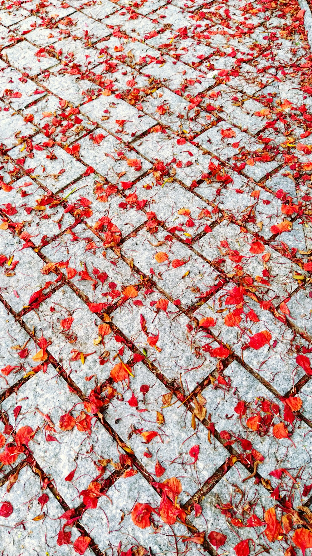 レンガの床に赤い葉
