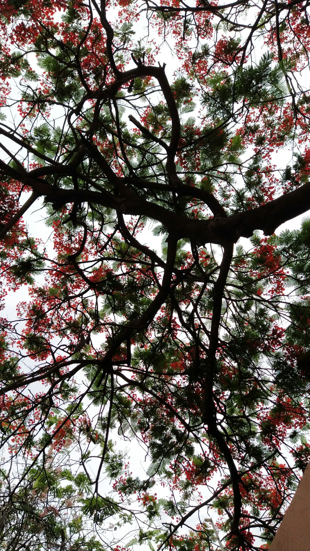 green-leafed tree