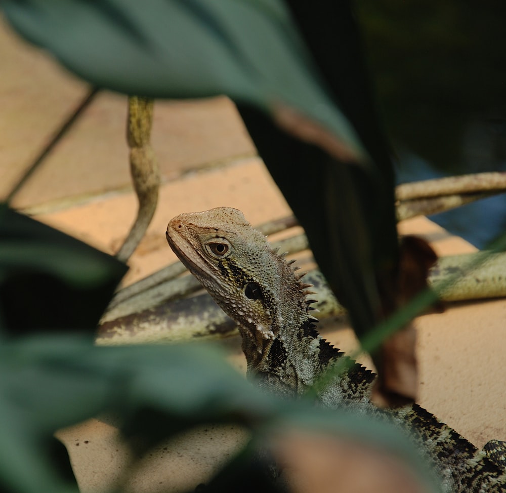 gray and black bearded dragon