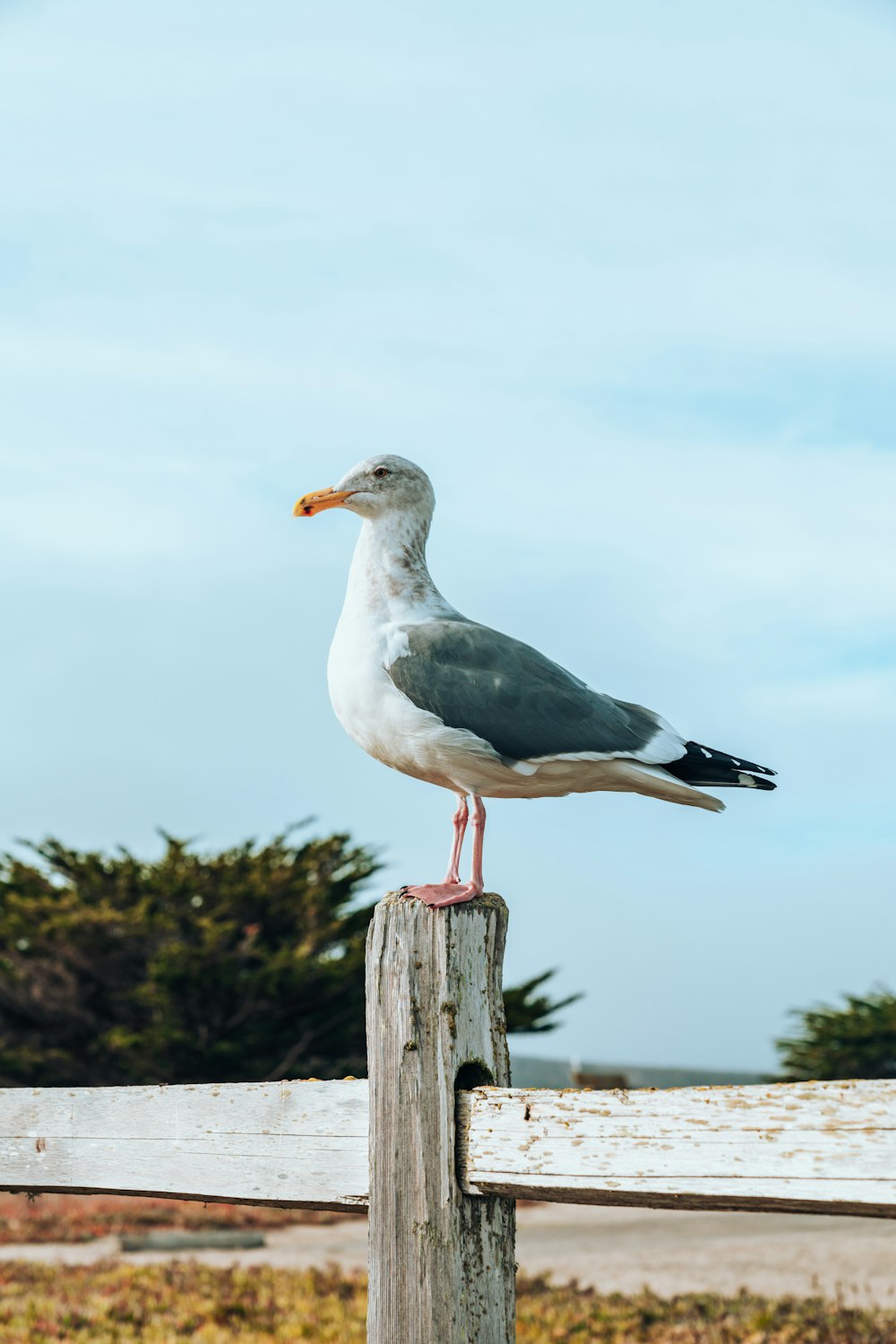 shallow focus photo of white and black pigeon