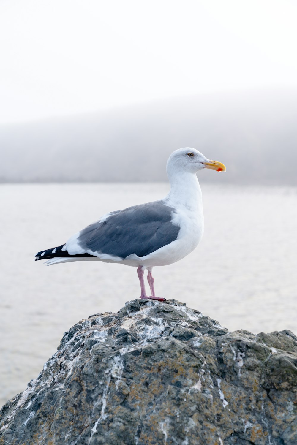 Gran gaviota dorsinegra mirando hacia los lados