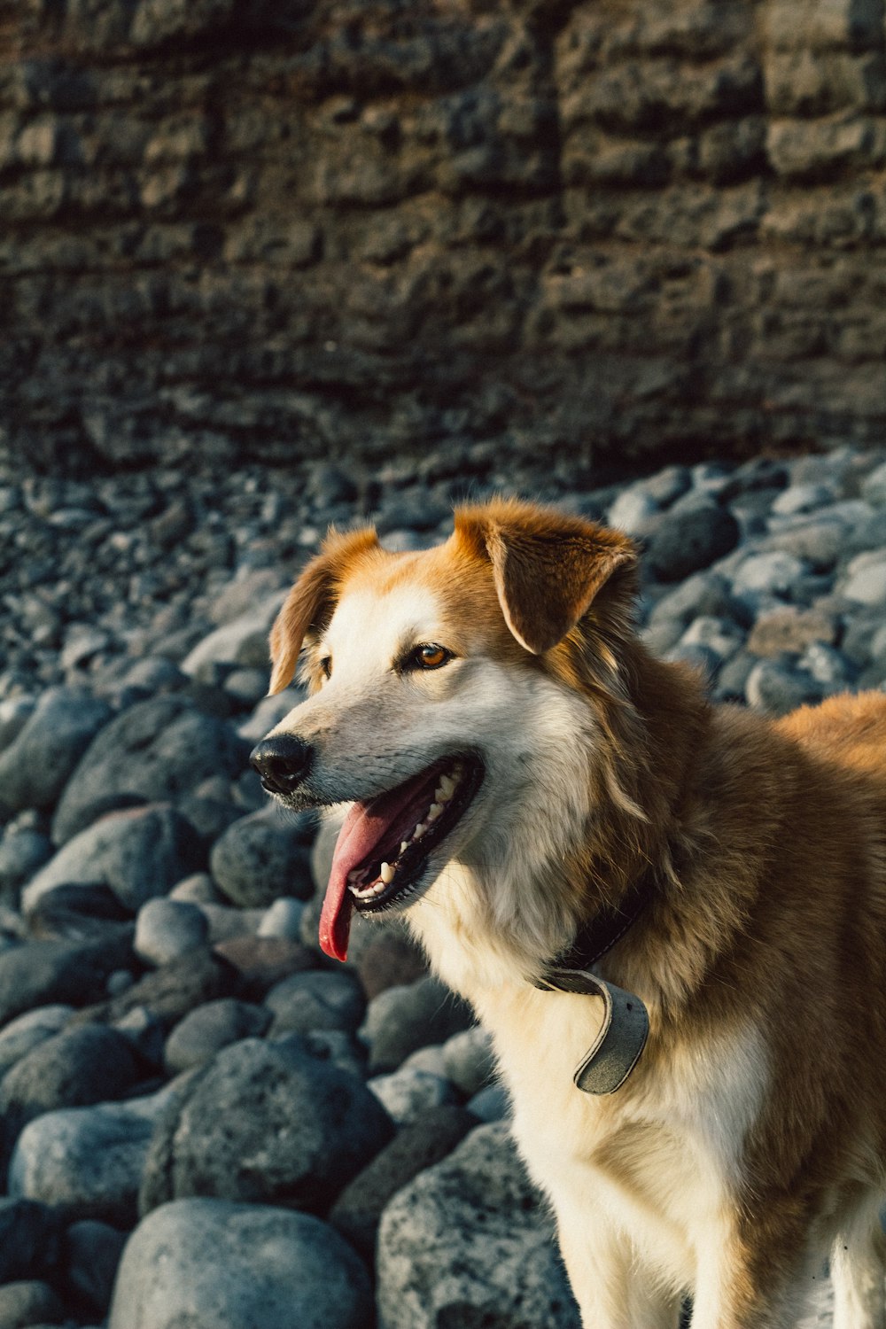 short-coated white and brown dog standing on rocks