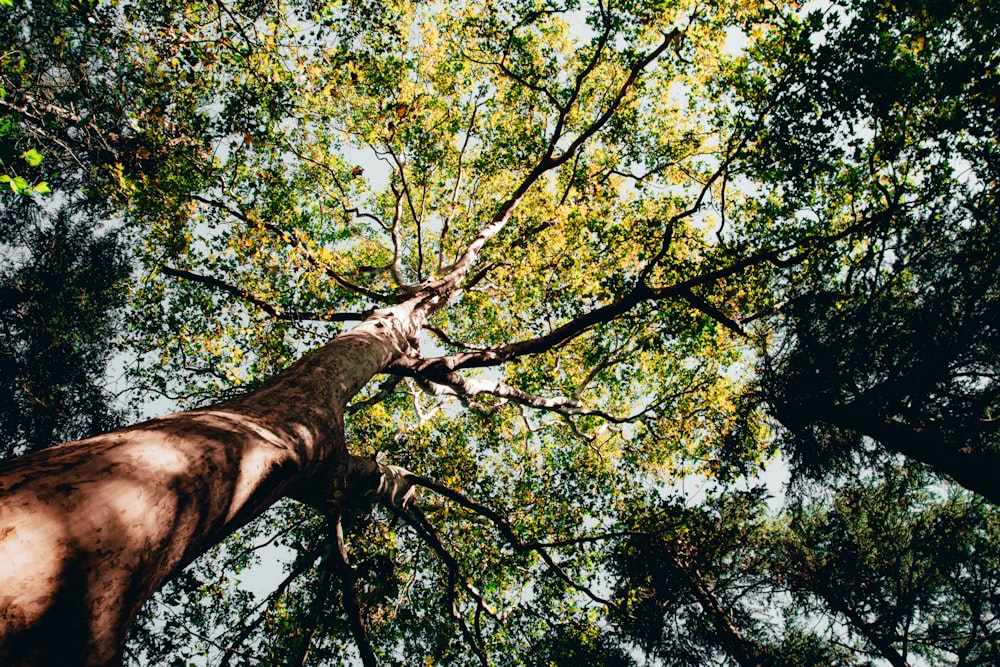 green-leafed tree