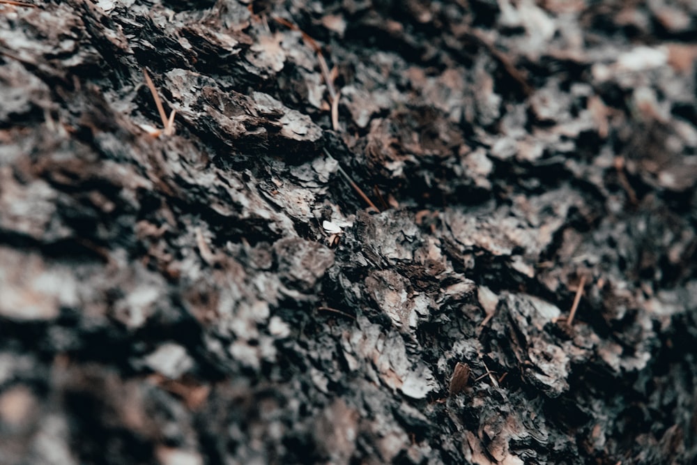 a close up of a tree bark with little leaves