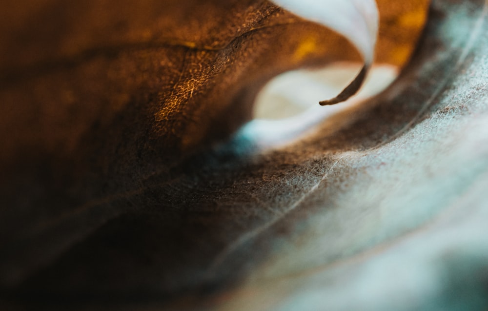 macro photography of leaves