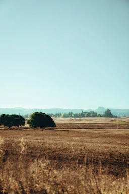 grass field during daytime