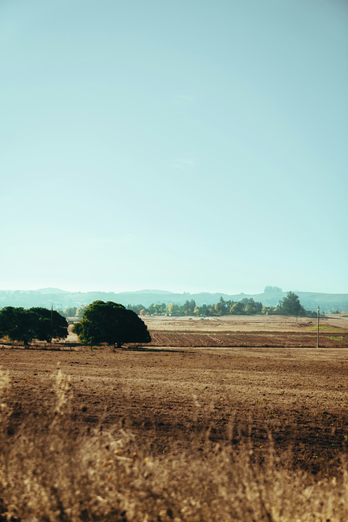 Golden farmland fields with oak trees under a blue sky in rural America