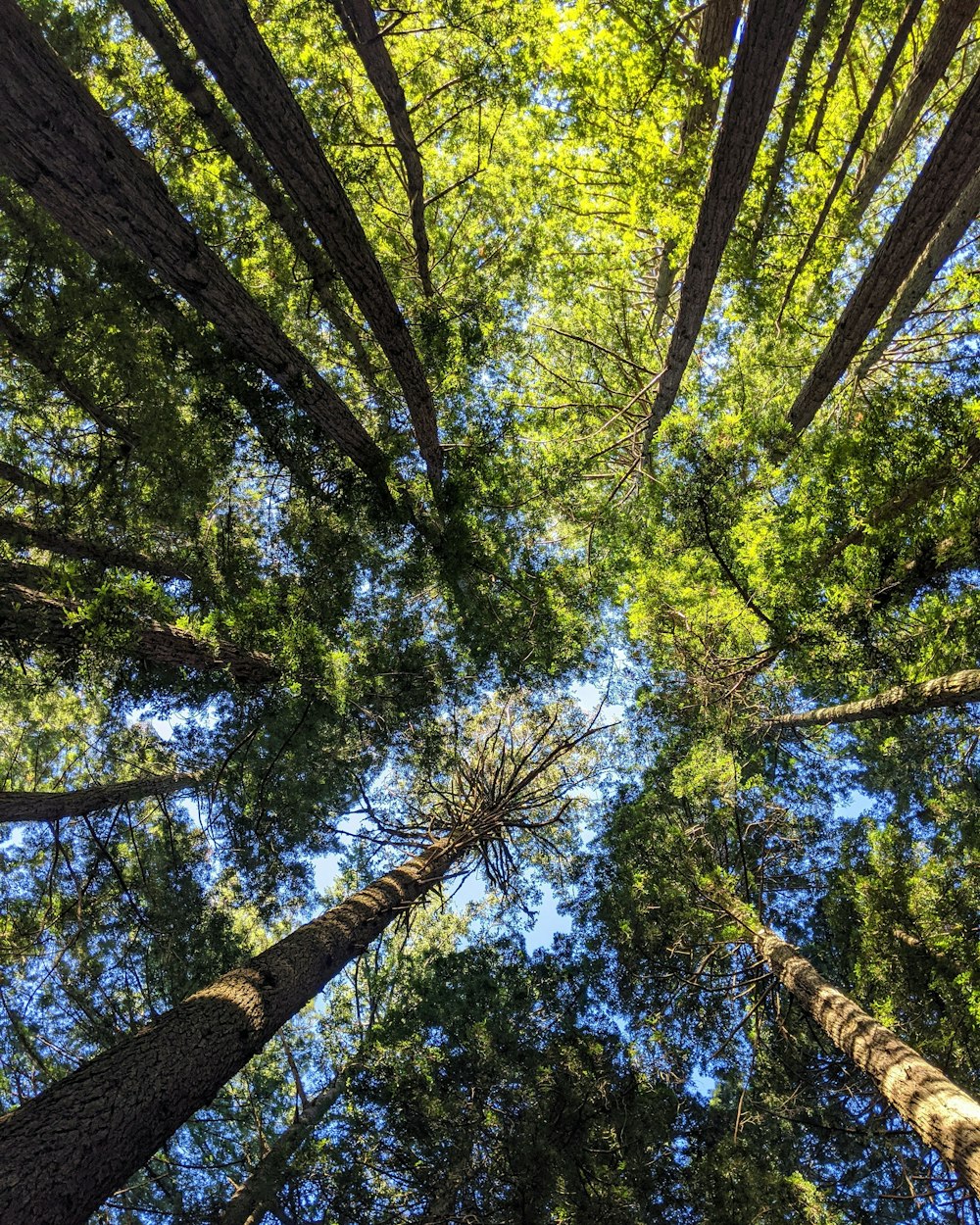 Fotografia dal basso di alberi verdi