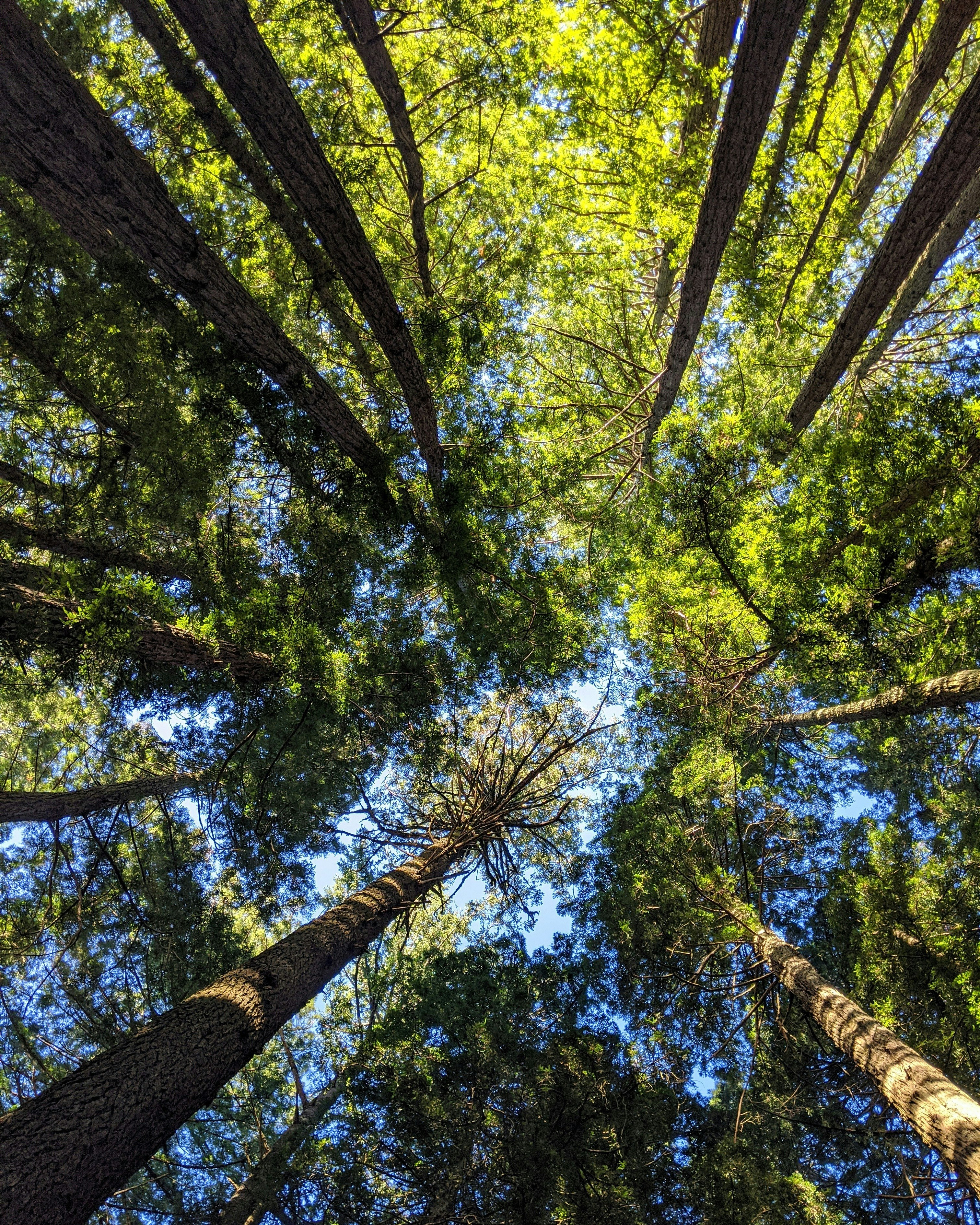 Trees shot from below near Muir Woods in California