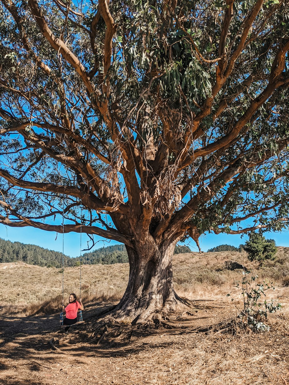 a man sitting on a swing under a large tree