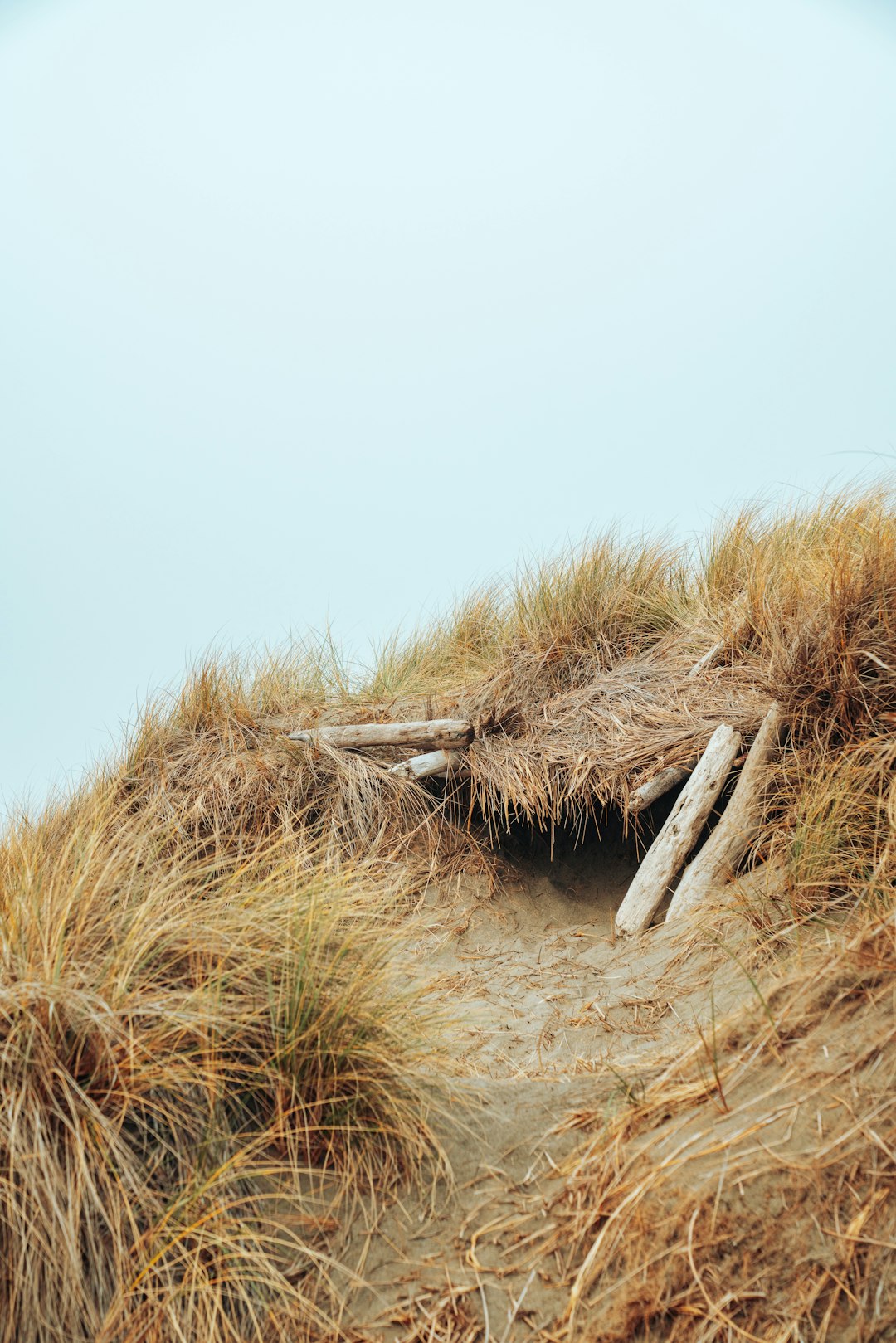 brown logs near brown grasses