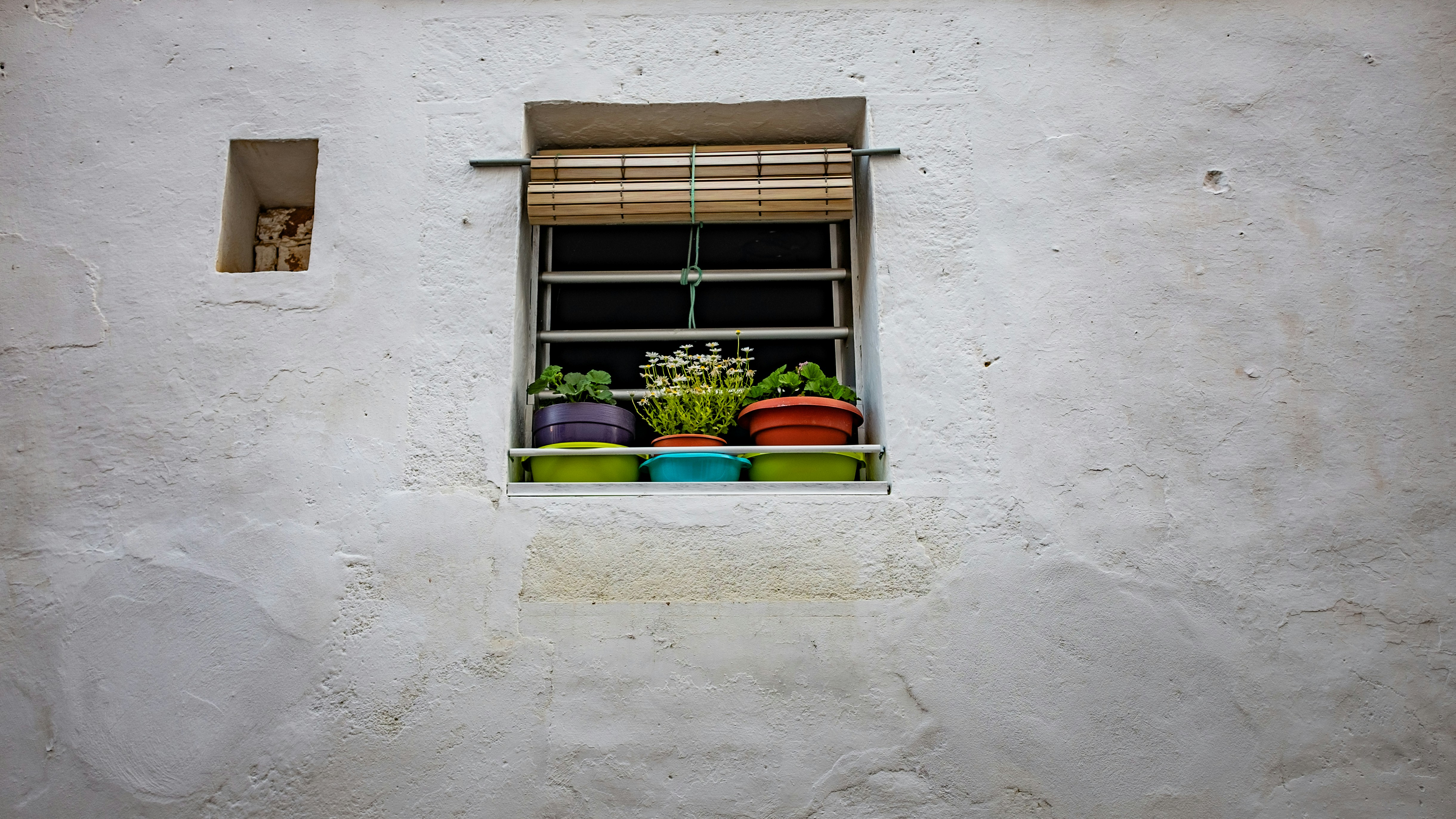 green plant on the window