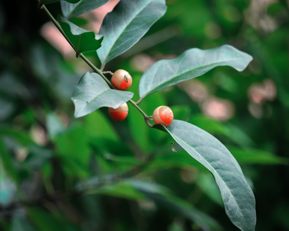 shallow focus photo of green leaves