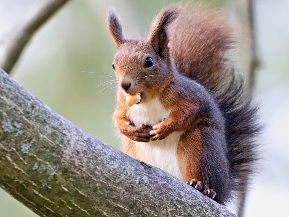 time lapse photography of an eating brown and white squirrel