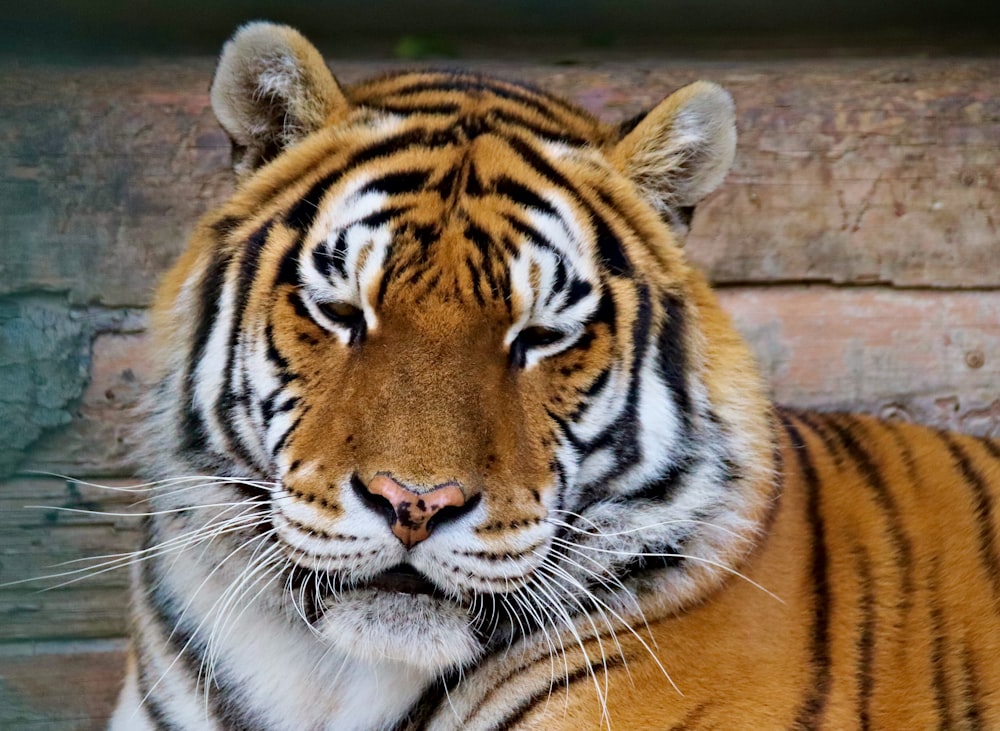 Tigre cerca de la pared