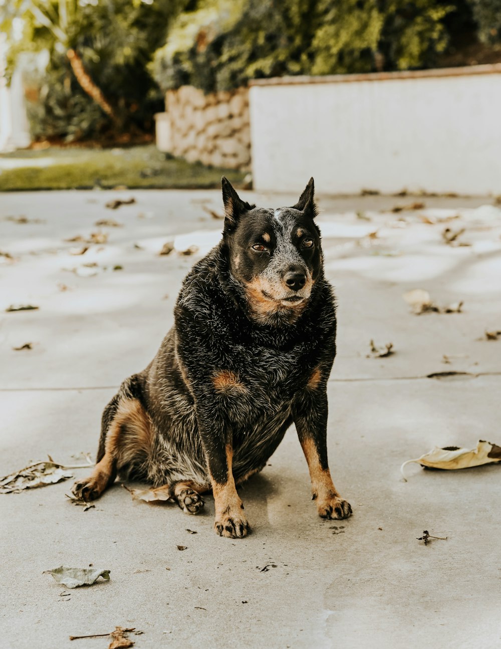 a black and brown dog sitting on top of a sidewalk