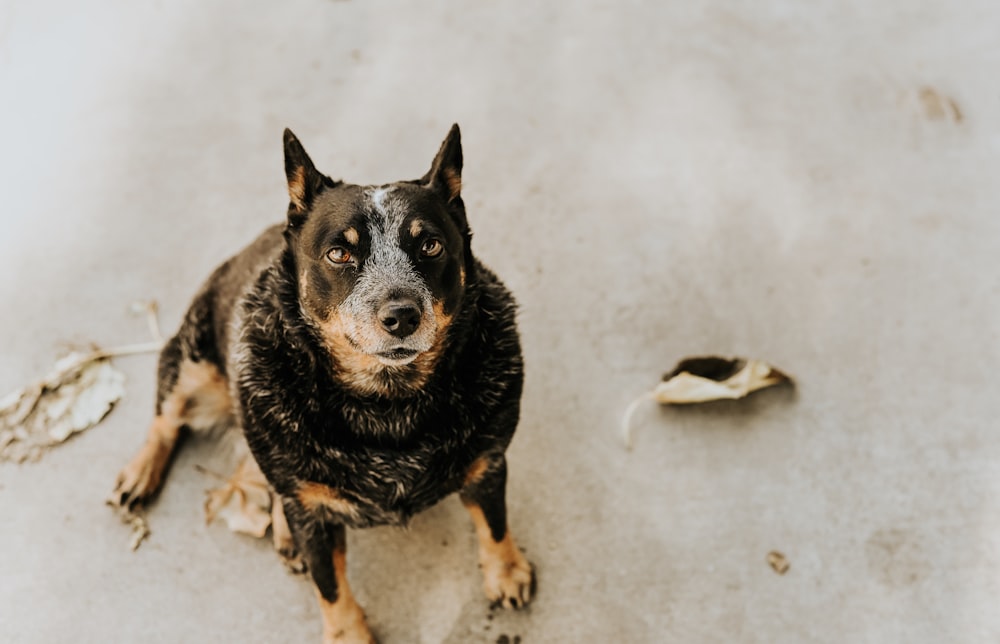 short-coated black and tan dog photograph