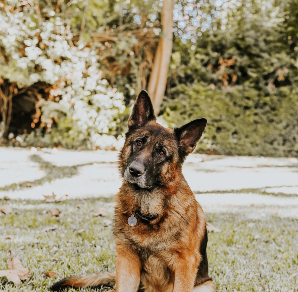 brown dog near tree